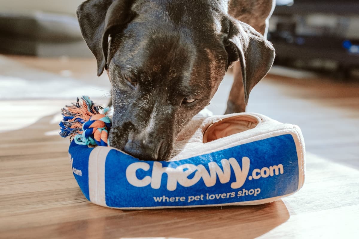 Viesnīcas un pansijas dzīvniekiem